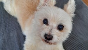 собаки и дети