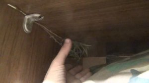 Багульник изгонит клопов тараканов моль комаров комары запах в туалете лекарственные растения