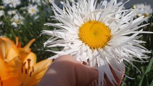 Цветут макси-ромашки или игольчатый нивяник / Maxi daisies or needle daisy bloom