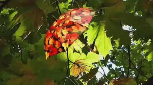 Романс "ЗНАЮ,ЧТО ЛЮБЛЮ"
В.ТРЕТЬЯКОВ