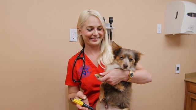 How to Cut your Dogs Nails at Home смотреть онлайн