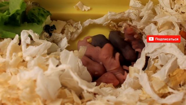НОВОРОЖДЕННЫЕ ХОМКИ | ХОМЯЧАТА 4й день жизни | CHILD OF THE HAMSTER