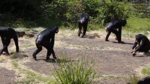 Самые умные обезьяны в мире. ТОП 10 Самых умных приматов