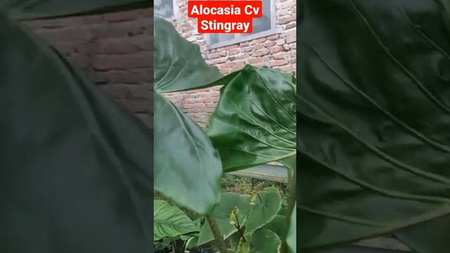 Alocasia Macrorrhiza Stingray | Alocasia Cv Stingray | Alokasia Stingray Ikan Pari | Rare Plant