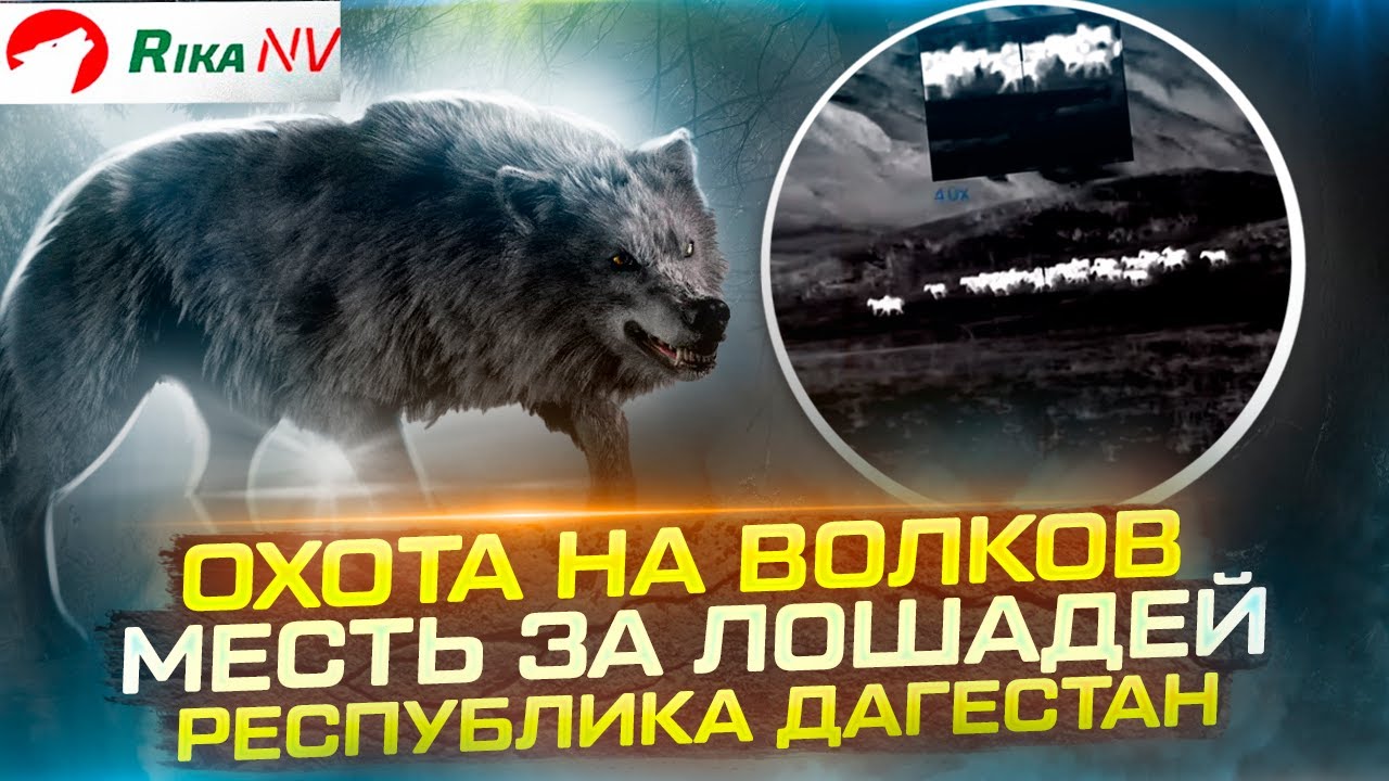 Волки разорвали табун лошадей. Охотники наказали волков. Охота на волка в Республике Дагестан.