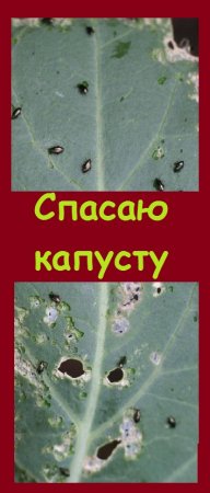 Как я БОРЮСЬ С ВРЕДИТЕЛЯМИ КАПУСТЫ самыми безопасными способами, при этом эффективными?
#огород