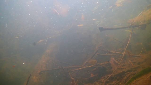 Подводные съёмки рыбки в канавах бассейна Верхней Амазонии смотреть онлайн