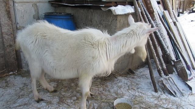 Внеплановое пополнение в нашем хозяйстве.