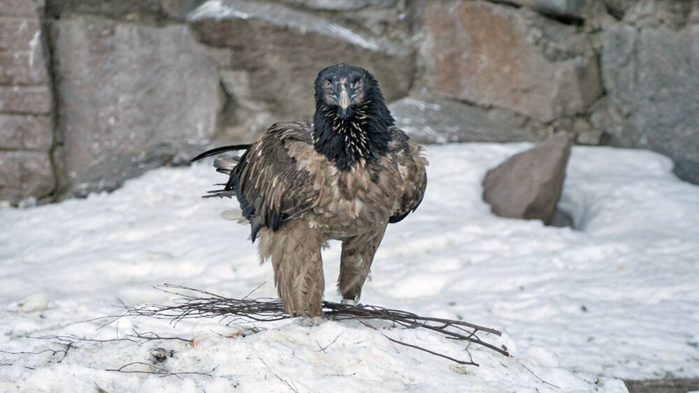 В Московском зоопарке поселился бородач / Город новостей на ТВЦ
