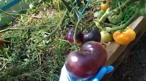 60 СОРТОВ ТОМАТОВ В ОДНОЙ ТЕПЛИЦЕ !!! НЕБОЛЬШОЙ ОБЗОР , НЕСКОЛЬКО СЛОВ О ЛЮБИМЧИКАХ !!!