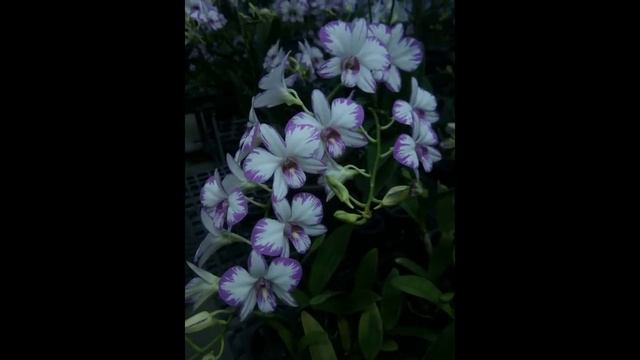 Дендрофаленопсис слайд-шоу Dendrobium phalaenopsis смотреть онлайн