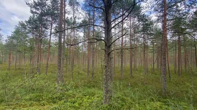 Обзор