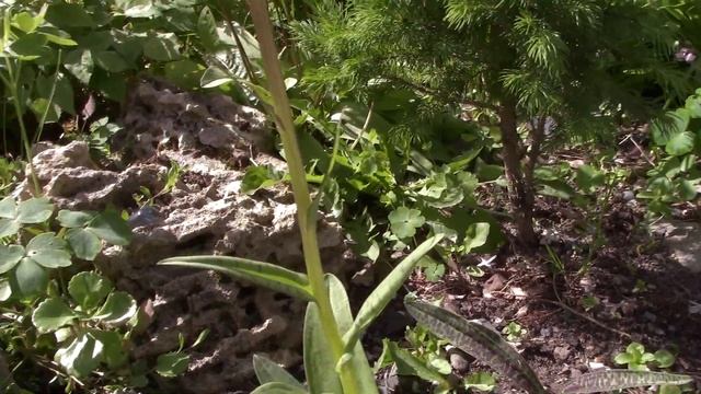 Лесные орхидеи или пальчатокоренники. смотреть онлайн