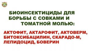 Срочно! Чем можно обработать помидоры от совок и томатной моли?