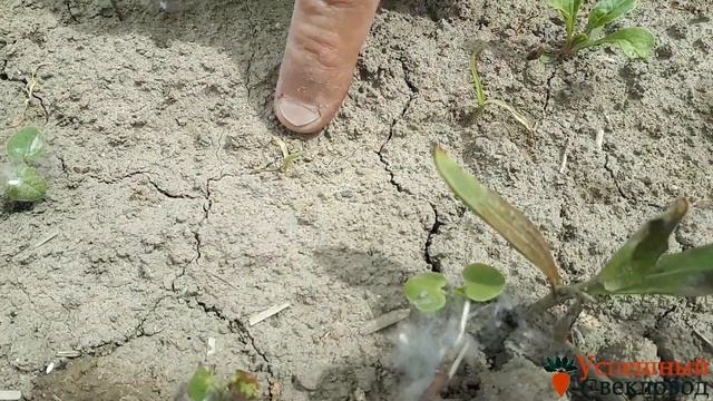 Подкормка сахарной свеклы. Междурядная культивация - Шаровка.