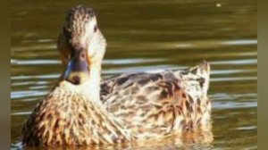 Позвать утку к себе (Call the duck to you, duck quacks) wild duck, domestic duck, animals