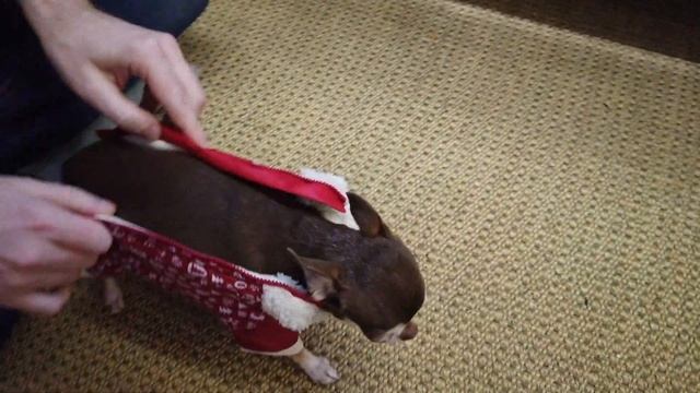 Самый неудобный комбинезон на свете! Зачем мы его купили для чихуахуа Фондю? смотреть онлайн