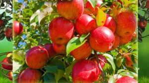 Ирина Туманова  Райские яблочки