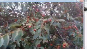 Мульча в приствольных кругах увеличивает урожай вишни