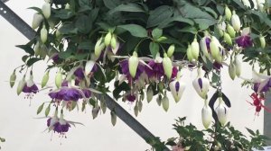 Blue Angel - Fuchsia