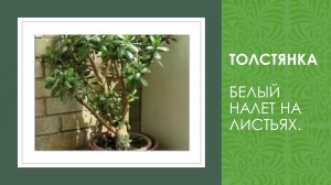 ТОЛСТЯНКА. НАЛЕТ НА ЛИСТЬЯХ.