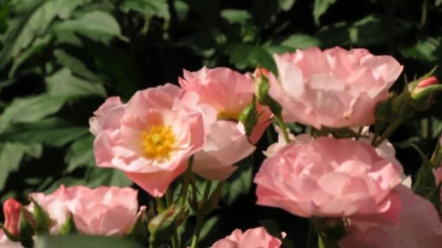 Rosa Jacky's Favorite смотреть онлайн