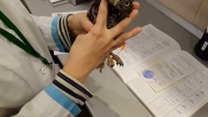 Осмотр домового сыча Пипеца ветеринаром-орнитологом Марией Маркиной