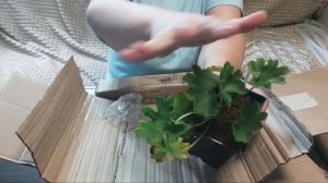 Распаковка посылки с растениями. Пеларгония как переносит пересылку. И кое что ещё ?
