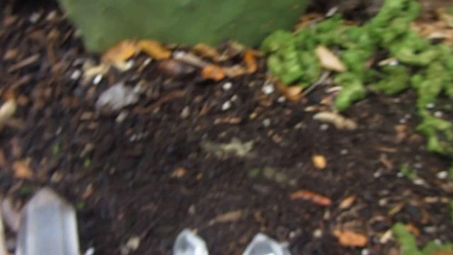 Water Clear Quartz Crystal 14 Piece Lot- eBay Auction. смотреть онлайн