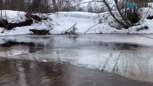 Ловля форели. Успеть до половодья. Рыбалка с #OnlySpin смотреть онлайн