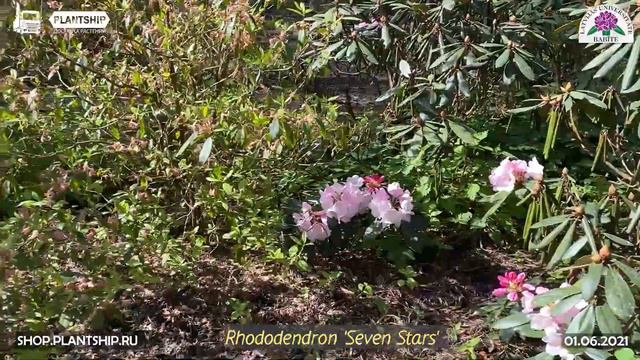 ЦВЕТУЩИЕ РОДОДЕНДРОНЫ В БАБИТЕ🇱🇻 ЧАСТЬ 4 смотреть онлайн