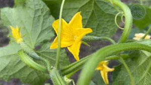 Огурцы с ума сходят от такого питания в Июле! Прут во всю и плодоносят без остановки до осени!