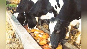 презентация профессия ДОЯРКА