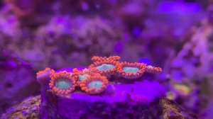 Мой фраговик | Кораллы в продаже | Отправка в регионы