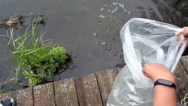 Часть 16 Восстановление популяции судака смотреть онлайн