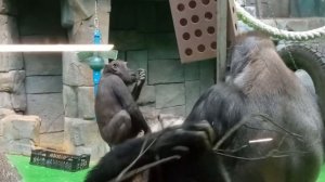 Лапочки гориллы в Московском зоопарке