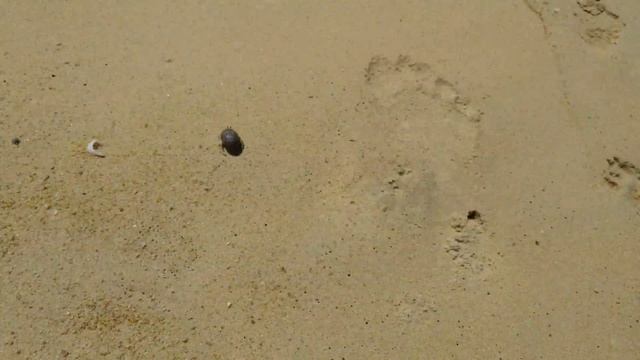 Песчаный ? зарывается в песок смотреть онлайн