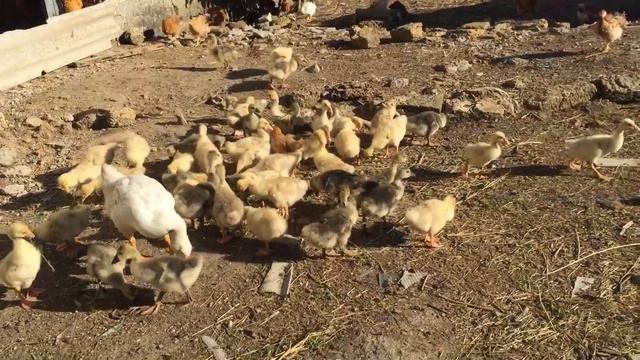 Экспериментальное Содержание гусей уток и кур вместе. смотреть онлайн