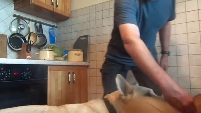 Как правильно давать собаке корм с руки смотреть онлайн