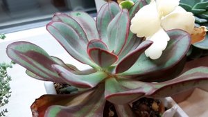 1.Каланхоэ Федченко.Спонтанная мутация.2.Эхеверия Нодулоза.Обзор.