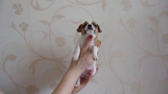 ЦЕНЫ на щенков породы Чихуахуа / Питомник собак породы ЧИХУ хуа мини МАРИ МИСТИК (10 щенков с мини)