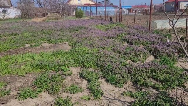 ?ПОДГОТОВКА УЧАСТКА. МАЛИННИК ??. смотреть онлайн