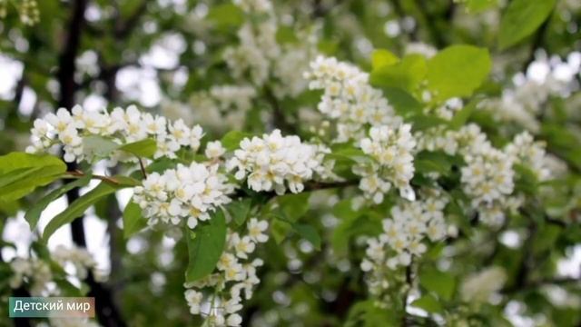 Стихи русских классиков о весне детям. Весенние стихи для детей #стихи#весна