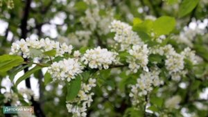 Стихи русских классиков о весне детям. Весенние стихи для детей #стихи#весна