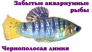 Забытые аквариумные рыбы - Чернополосая лимия