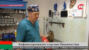 Под наблюдением врачей находятся четверо югорчан, укушенных бешеной лисой