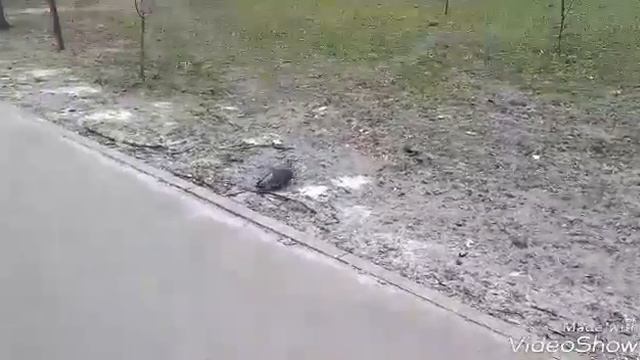 Про голубів.(інстинкти голубів) смотреть онлайн