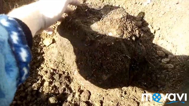 ОСВОБОЖДАЕМ ГОЛОВУ КУСТА ПОСЛЕ ЗИМОВКИ И ЖДЕМ КОГДА ПРОКЛЮНУТСЯ СПЯЩИЕ ПОЧКИ смотреть онлайн