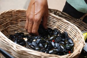 ? НЕОБЫЧНЫЙ ЖИВОТНЫЙ МИР И ЭКЗОТИЧЕСКАЯ ФАУНА АЗИИ НАЕДИНЕ С ПРИРОДОЙ ? TRAVEL VLOG AMAZING ASIA