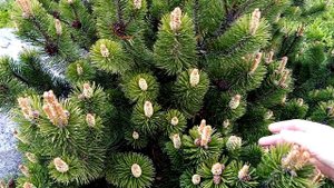 Необычная сосна. Наверно сортовая.